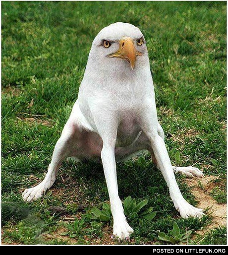 Eagle dog