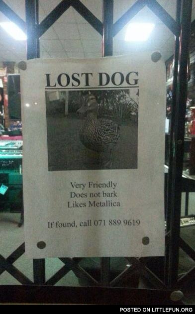 Lost dog, very friendly, does not bark, likes Metallica