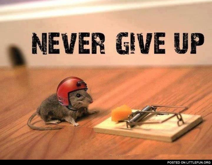 Never give up! A mouse with helmet.