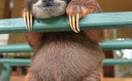 Baby sloth. Hey kids, wanna buy some drugs?