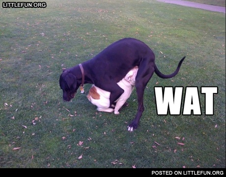 Wat? That's not d*ggy style, that is bl*wjob style.