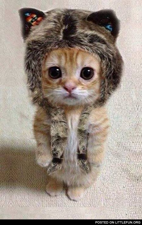 Wolf kitten. Nice hat, though.