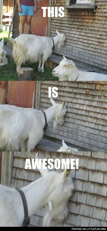This is awesome goat