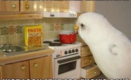 Lokk at this parrot making pasta