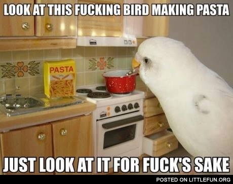 Lokk at this parrot making pasta