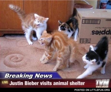 Justin Bieber visits animal shelter