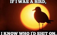 If I was a bird, I know who I'd sh*t on