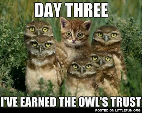Day three, I've earned the owl's trust