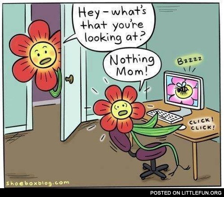 Hey, what's that you are looking at? Flowers family.