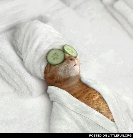 Cat spa