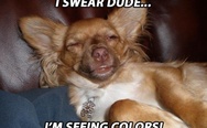 Stoner dog. I swear dude, I'm seeing colors!