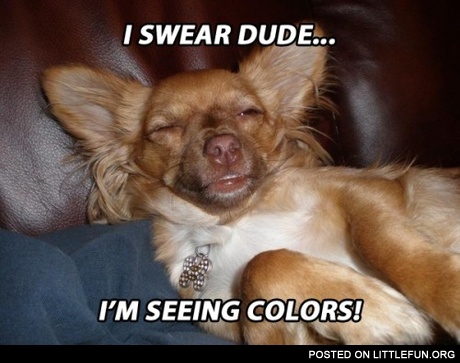 Stoner dog. I swear dude, I'm seeing colors!