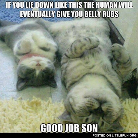 If you lie down like this the human eventually give you belly rubs