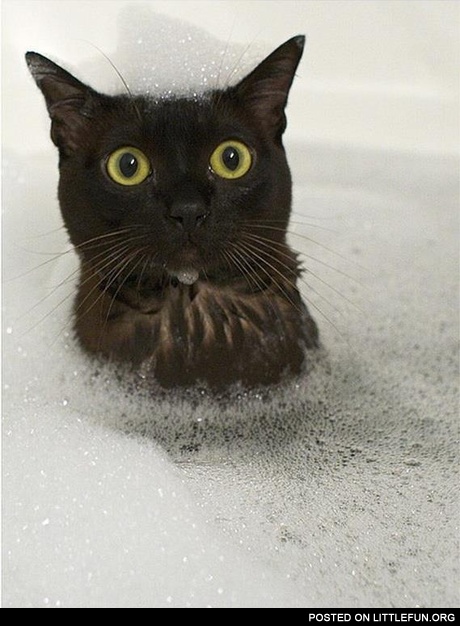 Cat in the bath