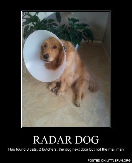 Radar dog