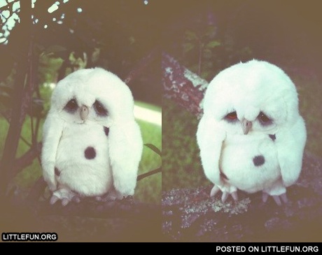 Sad owl