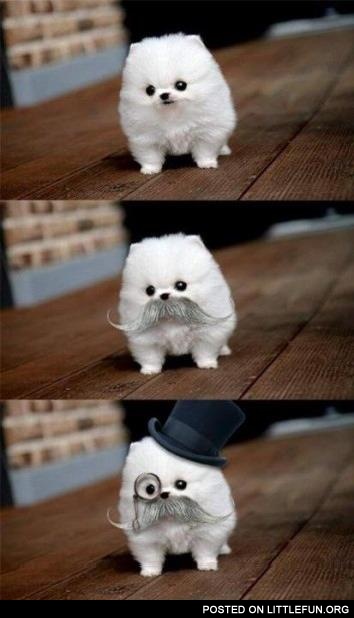 Like a Sir dog