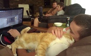 Cat sleeps on its owner while he plays the game on a laptop