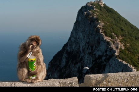 Monkey eating Pringles