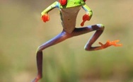 Oppa gangnam style frog