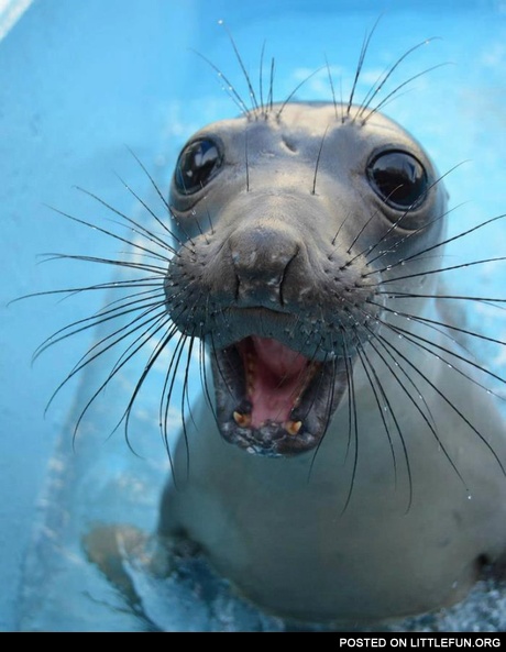Surprised seal