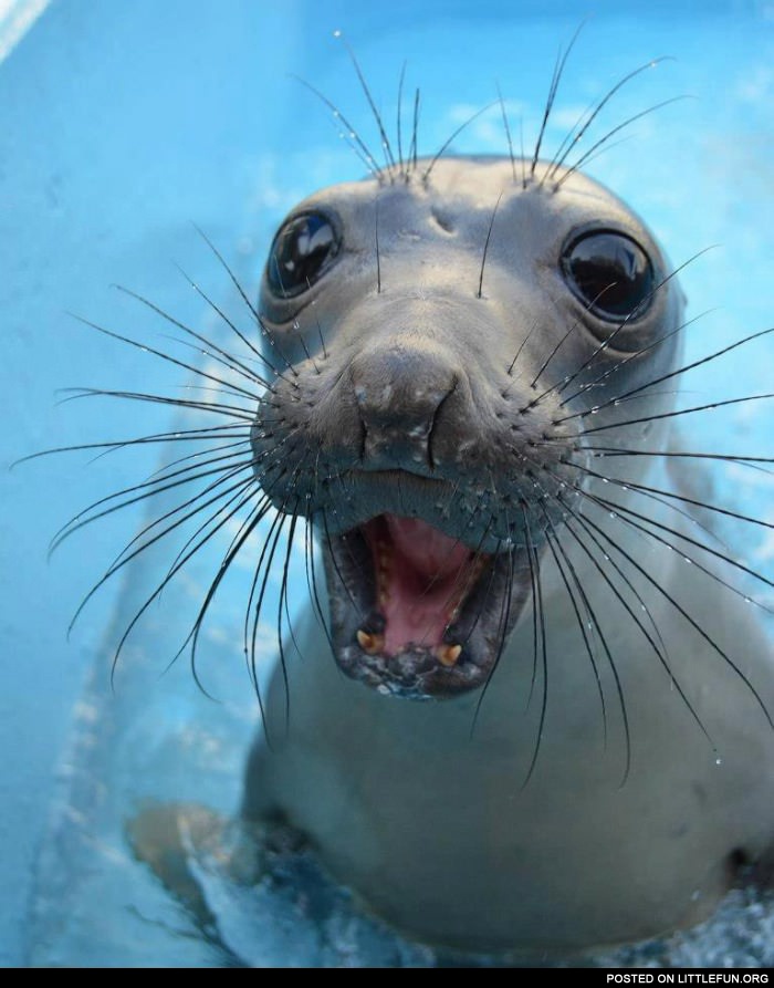 Surprised seal