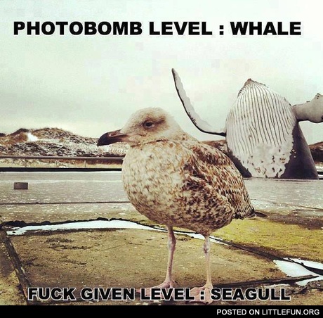 Whale and seagull