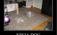 Ninja dog level 68