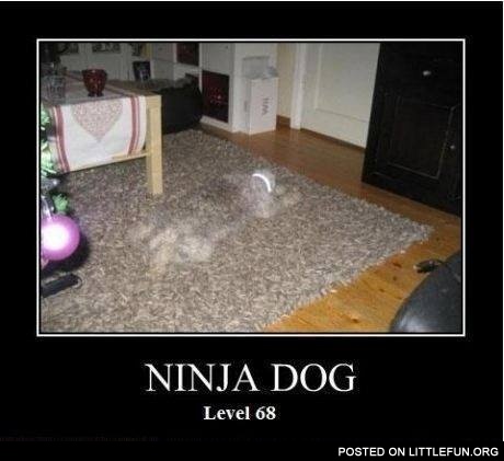 Ninja dog level 68