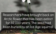 An Arctic flower