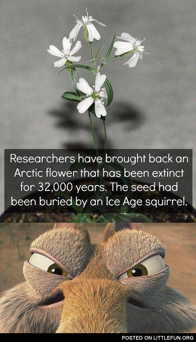 An Arctic flower