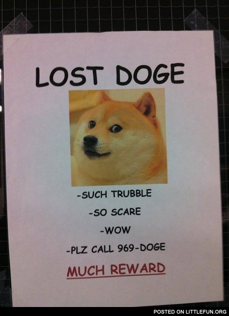 Lost doge