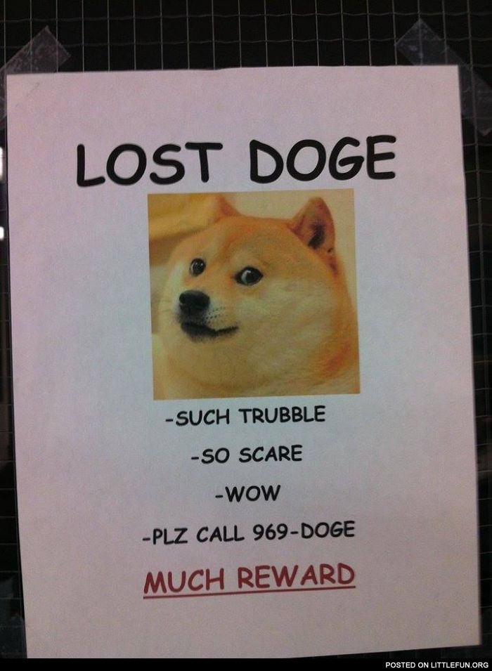 Lost doge
