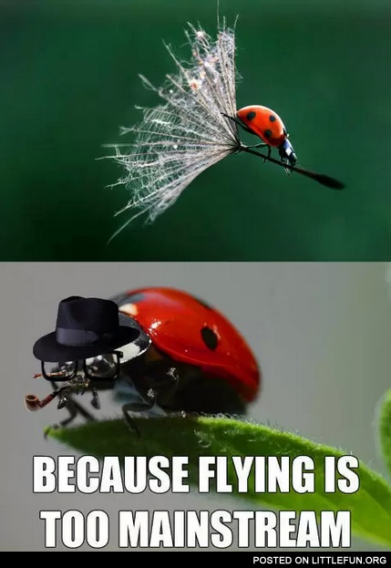 Because flying is too mainstream