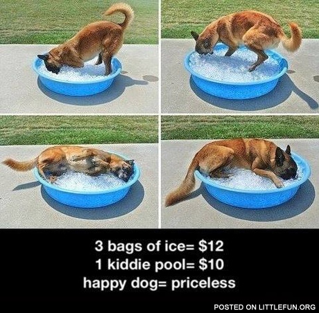 Happy dog = priceless