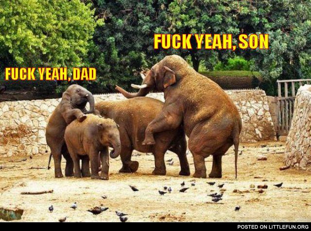 F**k yeah, son. F**k yeah, dad. F**king elephants.