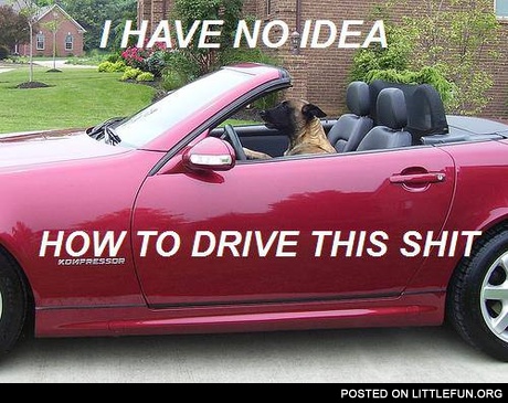 Dog in the car. I have no idea how to drive this sh*t.