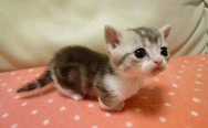 Munchkin. Cutest kitten ever.