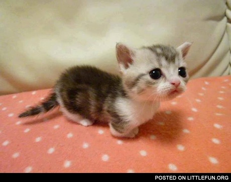 Munchkin. Cutest kitten ever.