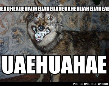 Uaehuahae wolf. Bad taxidermy.