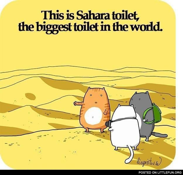 This is Sahara toilet, the biggest toilet in the world