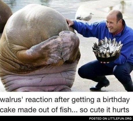 Fish Birthday cake for a walrus