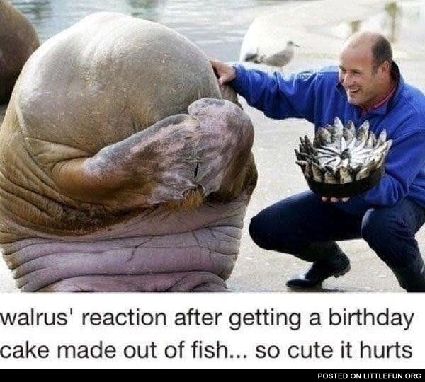 Fish Birthday cake for a walrus