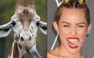 Miley Cyrus vs Giraffe