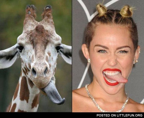 Miley Cyrus vs Giraffe