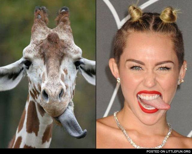 Miley Cyrus vs Giraffe