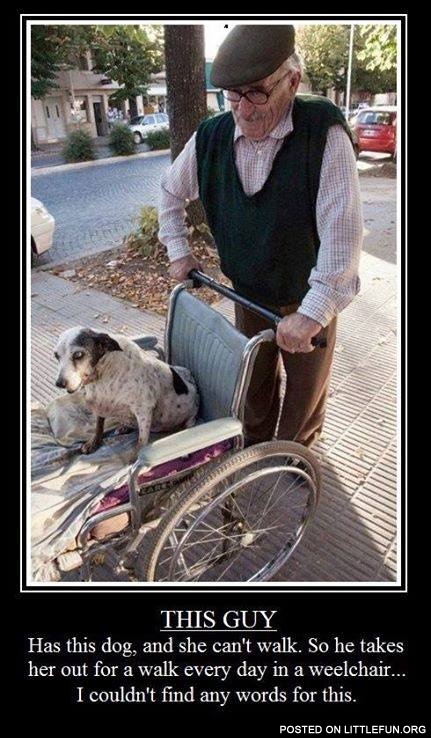 The dog in a wheelchair