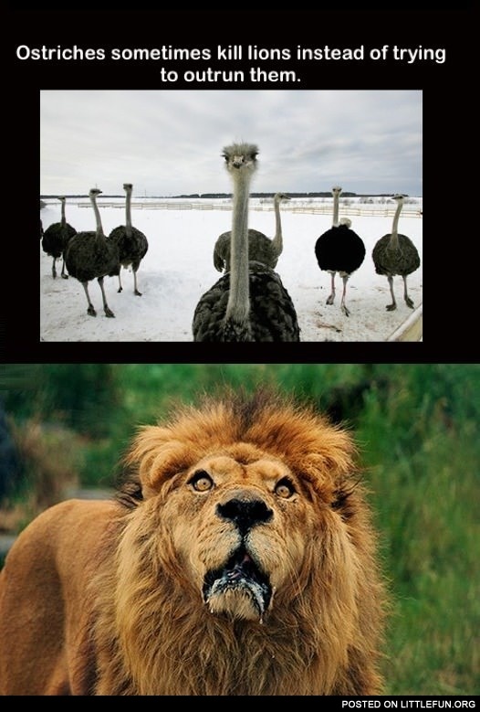 Ostriches sometimes kill lions instead of trying to outrun them