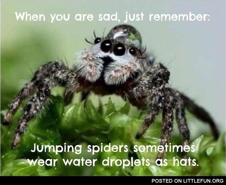 Jumping spiders sometimes wear water droplets as hats