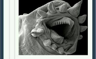 A worm under a microscope